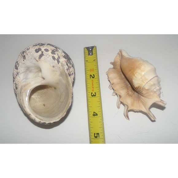 Natural Real Sea Shells Spike Spider Conch Magpie Shell Seashell Nautical Decor - Picture 13 of 14